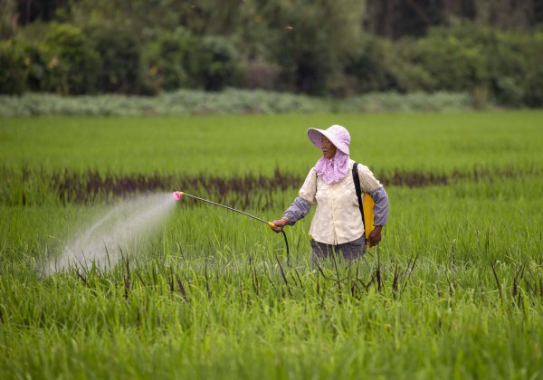 萤火虫是怎么发光的