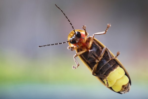 萤火虫是怎么发光的