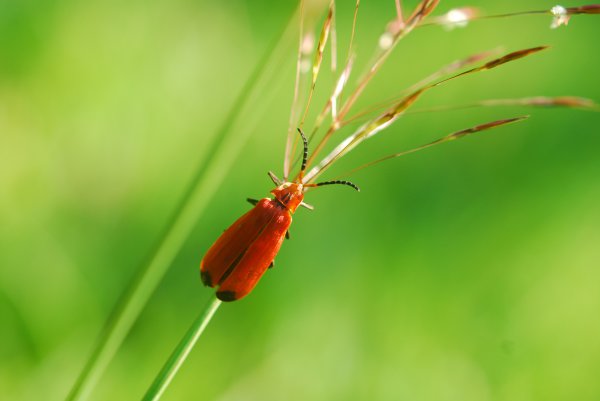 萤火虫是怎么发光的