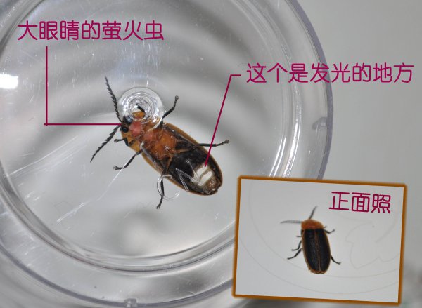 萤火虫是怎么发光的