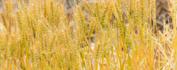 怎样挑选冬季小麦品种好的