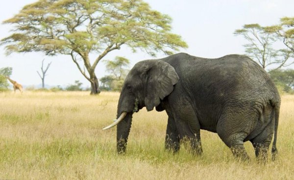 克雷洛夫寓言故事有哪些