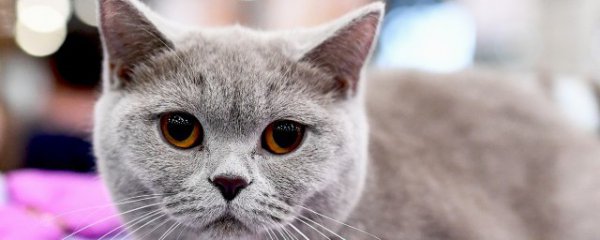 美短和英短的区别