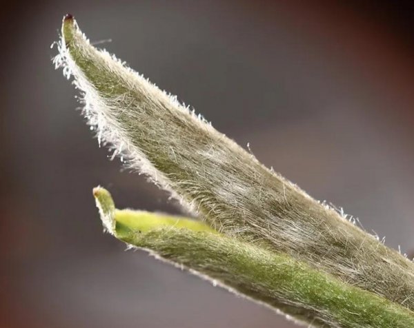 白毫银针口感与特点