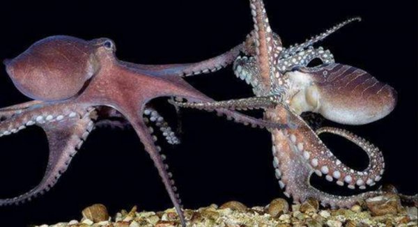 章鱼产卵后为什么会死