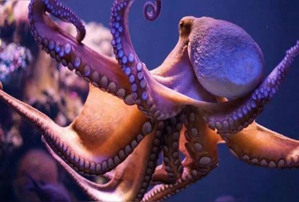章鱼产卵后为什么会死
