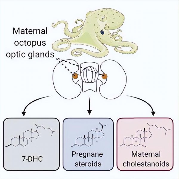 章鱼产卵后为什么会死