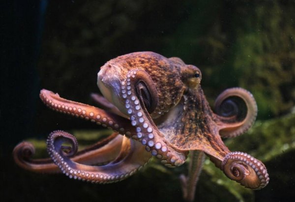 章鱼产卵后为什么会死