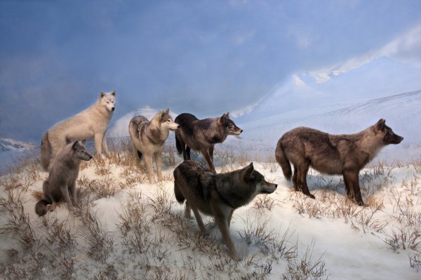 狼王梦告诉我们什么道理