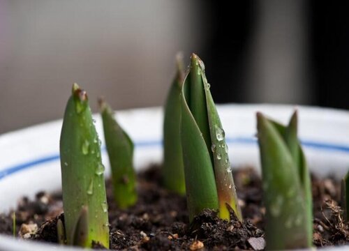 郁金香水养可以养多久