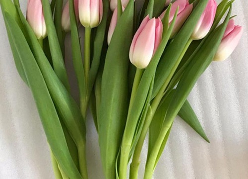 郁金香水养可以养多久