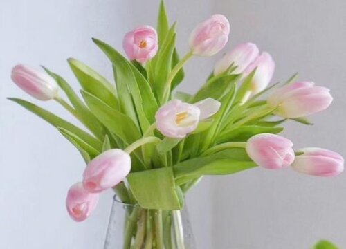 郁金香水养可以养多久