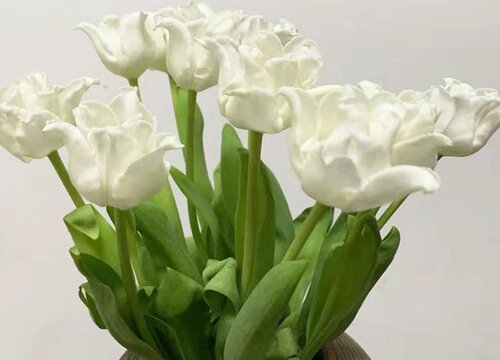 郁金香水养可以养多久