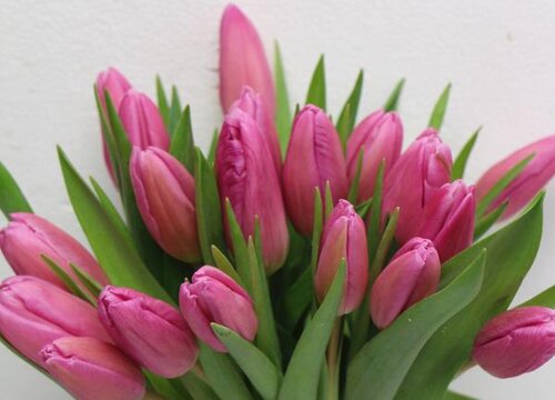 郁金香水养可以养多久