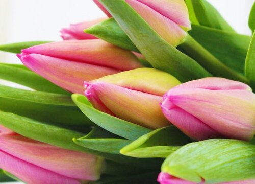 郁金香水养可以养多久