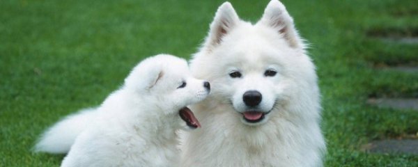 萨摩耶喜欢吃什么食物