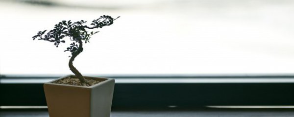 假山放什么可以旺家