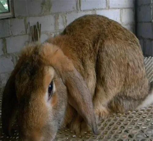 农村没本钱养什么好