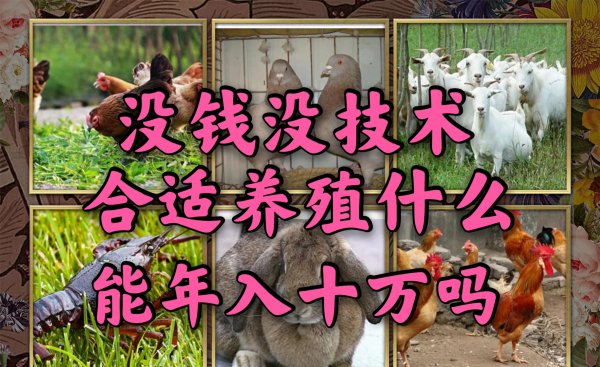 农村没本钱养什么好