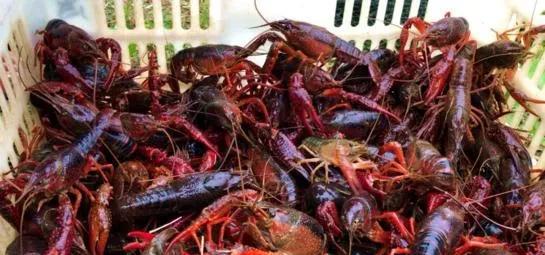 农村没本钱养什么好