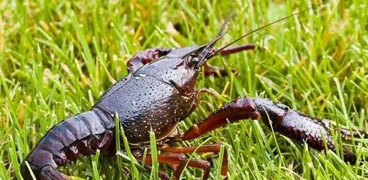 农村没本钱养什么好