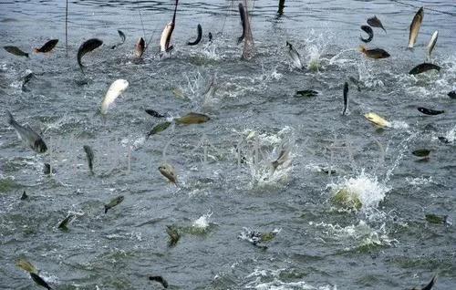 农村没本钱养什么好