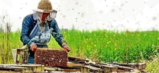 农村没本钱养什么好