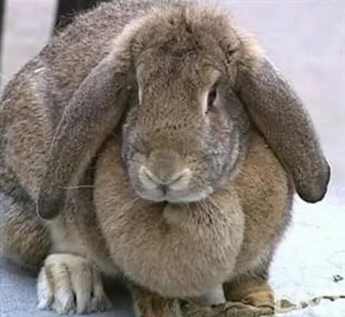 农村没本钱养什么好