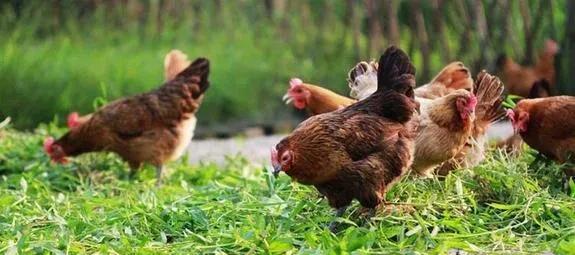 农村没本钱养什么好