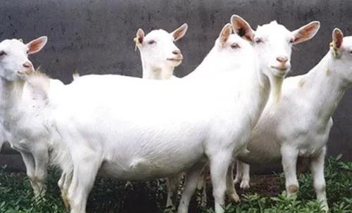 农村没本钱养什么好