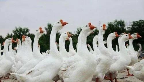 农村没本钱养什么好