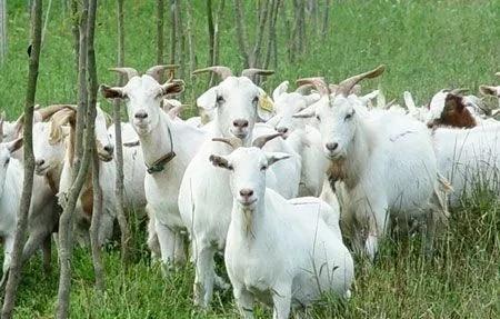 农村没本钱养什么好