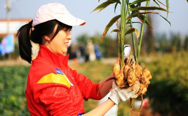 姜为什么不能种在家