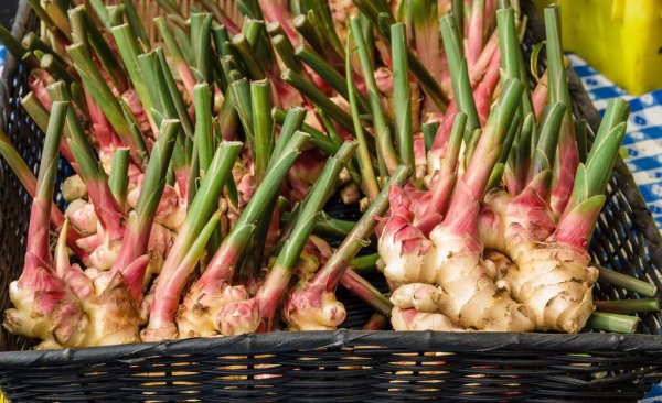 姜为什么不能种在家