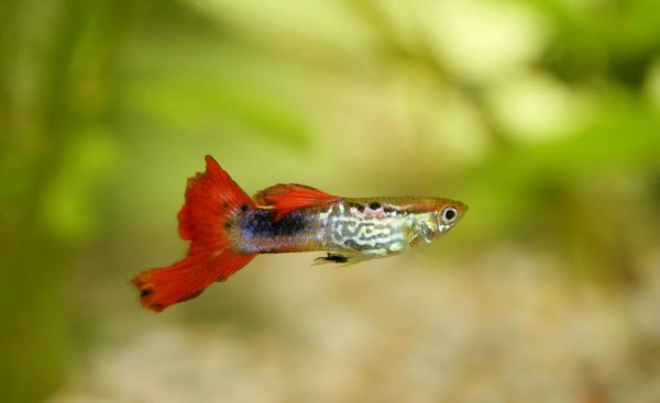 孔雀鱼怀孕多久能生小鱼儿