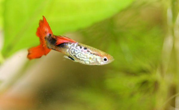 孔雀鱼怀孕多久能生小鱼儿