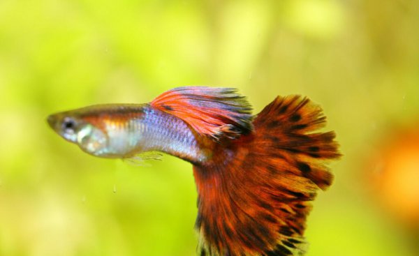 孔雀鱼怀孕多久能生小鱼儿