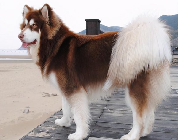 训练阿拉斯加的方法和技巧