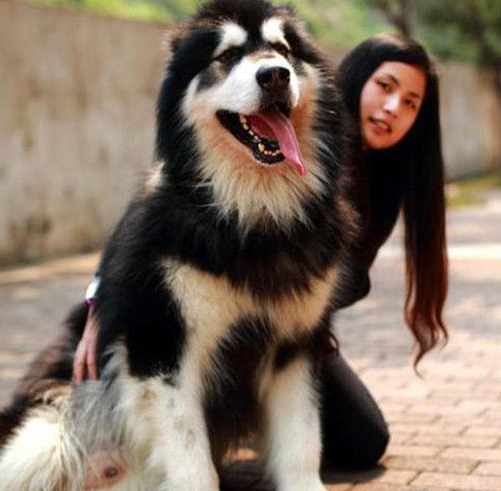 训练阿拉斯加的方法和技巧