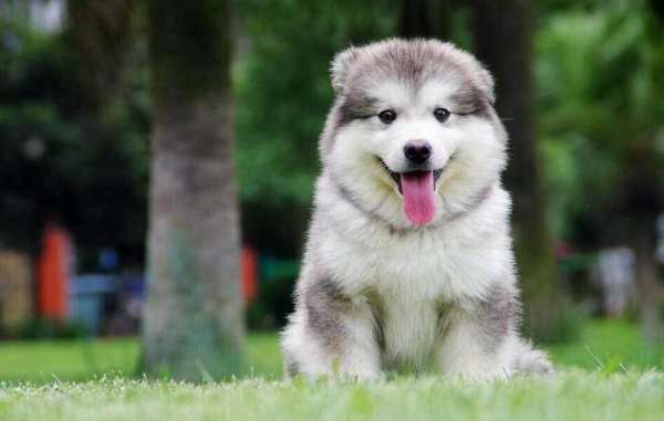 训练阿拉斯加的方法和技巧