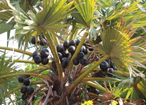 蒲葵果实能吃吗