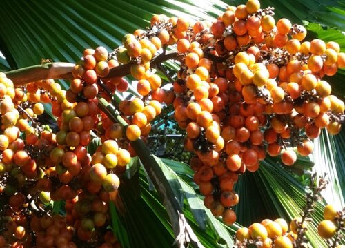 蒲葵果实能吃吗