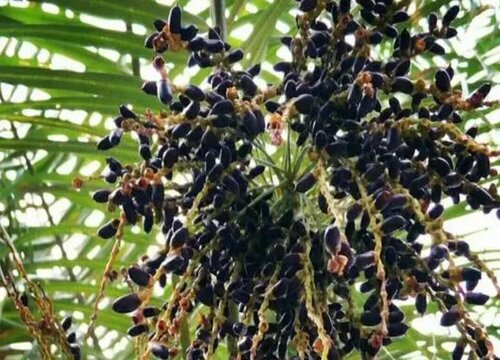 蒲葵果实能吃吗