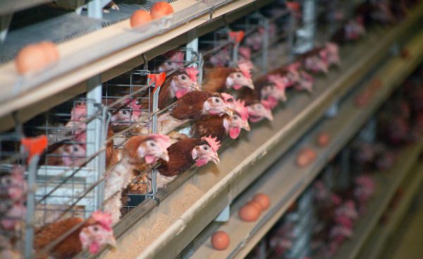 母鸡下蛋后自己吃掉鸡蛋是怎么回事