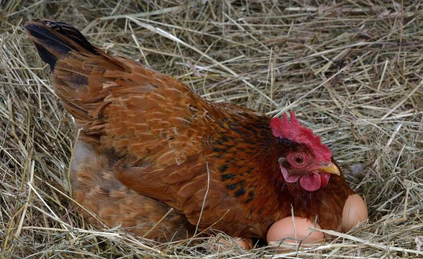 母鸡下蛋后自己吃掉鸡蛋是怎么回事