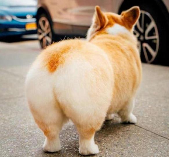 狗狗见面为什么先闻屁股