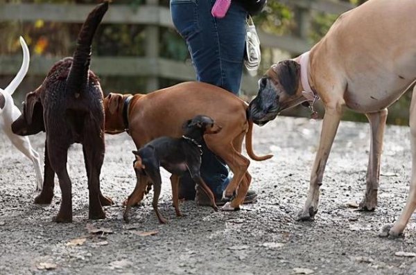 狗狗见面为什么先闻屁股