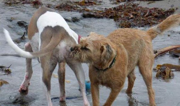 狗狗见面为什么先闻屁股