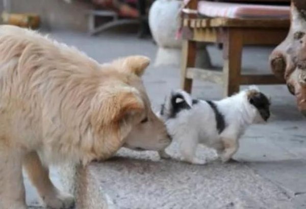 狗狗见面为什么先闻屁股