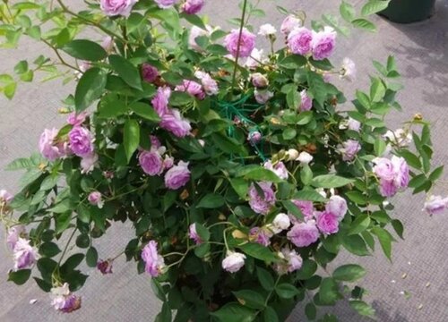 月季萌发新芽时期如何养护